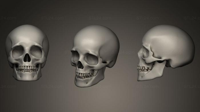 Anatomy of skeletons and skulls (The skull of a man, ANTM_0055) 3D models for cnc